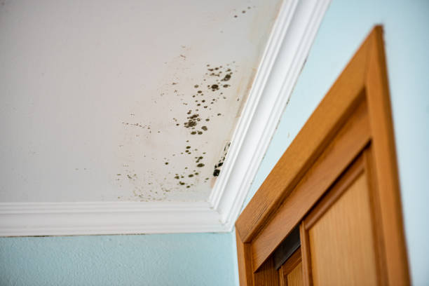 Attic Mold Removal in Cornwall On Hudson, NY